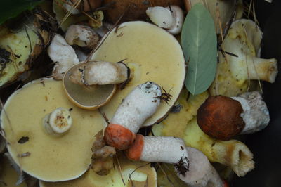 Fresh harvested edible mushrooms in the forest