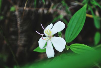 Close-up of white flowering plant