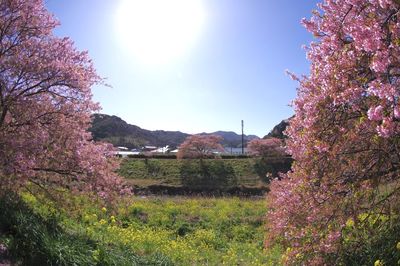 Cherry blossom trees on landscape against sky