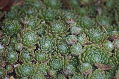 Full frame shot of cactus