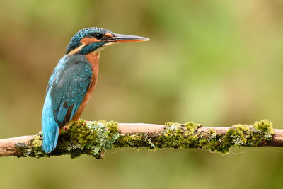 Close-up of kingfisher perching on branch