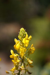 Close-up of yellow flowering plant