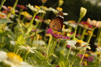 Close-up of butterfly on flower