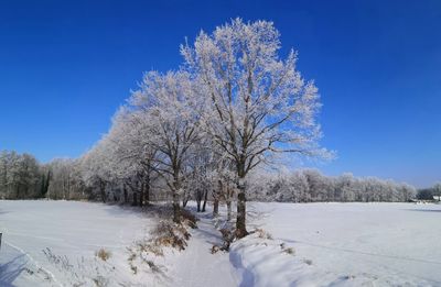 Trees on snow covered field against blue sky