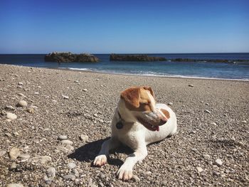 Dog on beach against clear sky