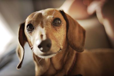 Close-up portrait of dog