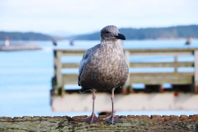 Close-up of seagull perching on railing against sea