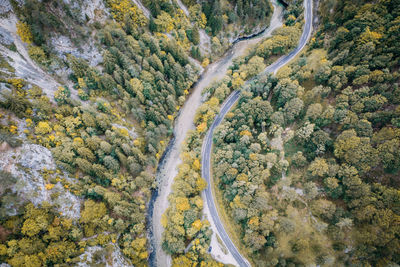 High angle view of road amidst trees