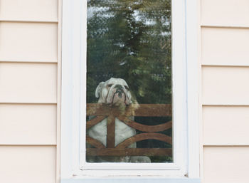 Dog looking through window