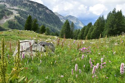 Scenic view of flowering plants on field against sky