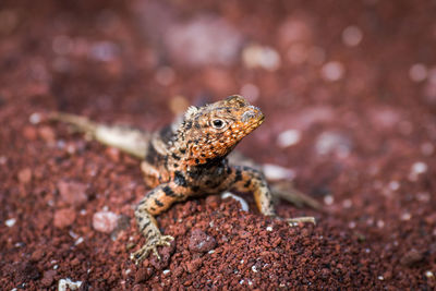 Close-up of lizard on rock