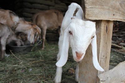 Close-up of goat by wood