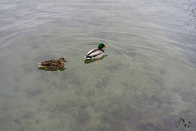 High angle view of mallard ducks swimming in lake