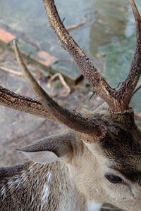 Close-up of deer on field
