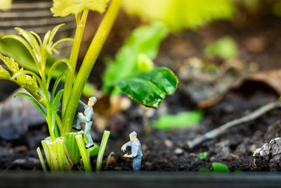 Close-up of plant growing on field