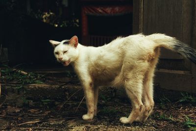 Close-up of goat