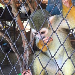 Close-up of monkey in cage