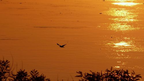 Silhouette birds flying against orange sky