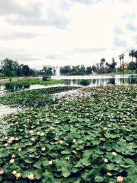 Scenic view of leaves in lake against sky