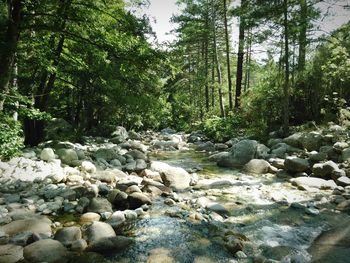 Stream flowing through rocks in forest