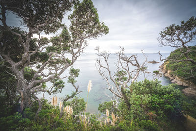 Scenic view of river amidst trees against sky