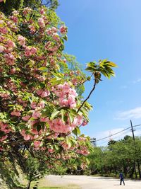 Close-up of cherry blossom tree against sky