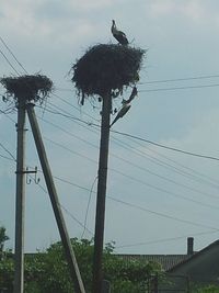 Low angle view of birds perching on power line