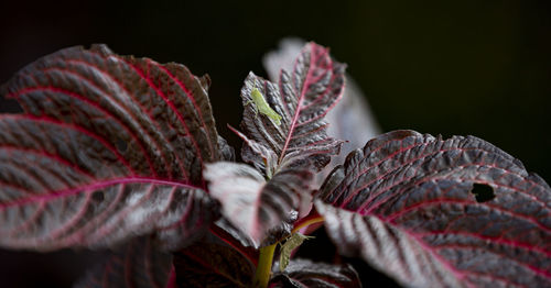 Close-up of red flowering plant leaves against black background
