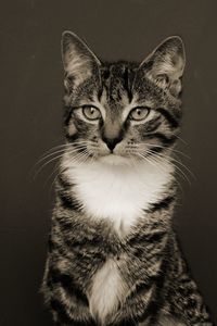 Portrait of cat