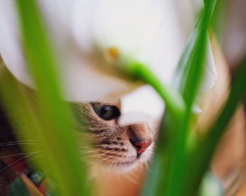 Close-up of a cat