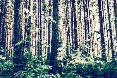 Pine trees in forest