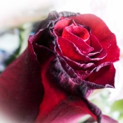 Close-up of red rose