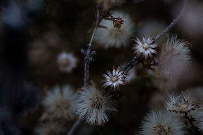 Close-up of white dandelion flowers