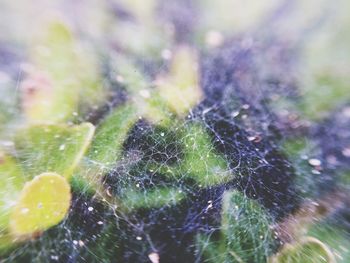 Close-up of water drops on plant