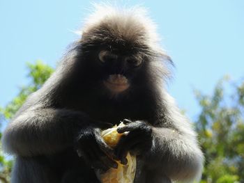 Low angle view of monkey on tree