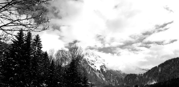 Scenic view of forest against sky during winter