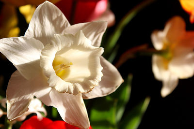 Close-up of white rose