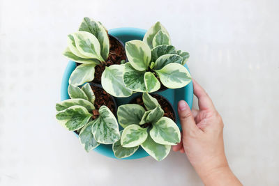 Directly above shot of person hand holding leaves