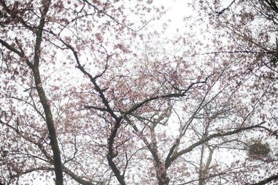 Low angle view of tree against sky