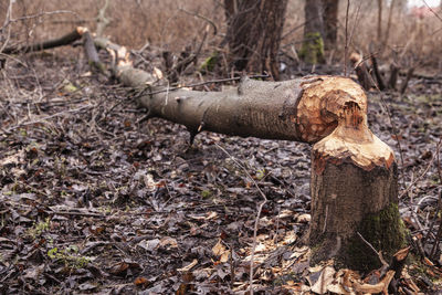 Close-up of old rusty wood in forest