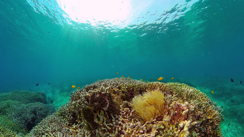 Fish swimming in sea