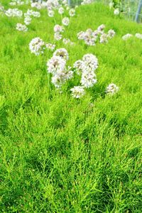 Close-up of flowers in field
