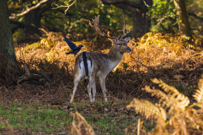 Deer standing in forest