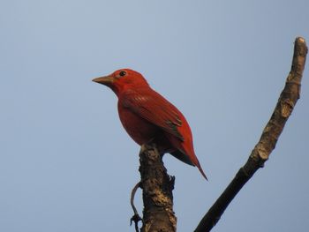 Bird perching on a tree