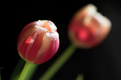 Close-up of tulip blooming against black background