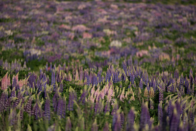 Purple flowering plants on field