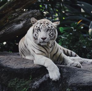 View of a tiger on rock