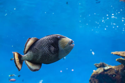 Fish swimming in sea