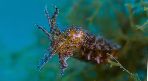 Close-up of sea horse underwater