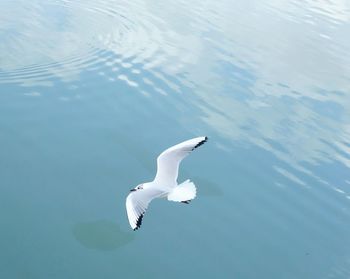 High angle view of seagull flying over sea